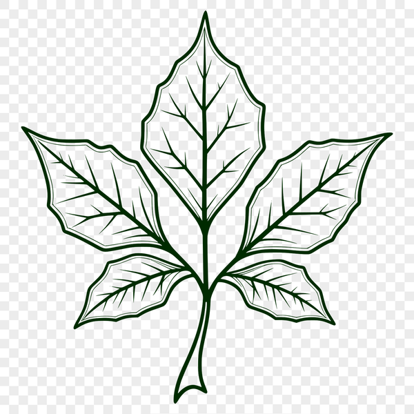 Beautiful Single Leaf Vector Graphic A digital illustration of a single leaf with detailed veins and edges, suitable for vector graphics design.