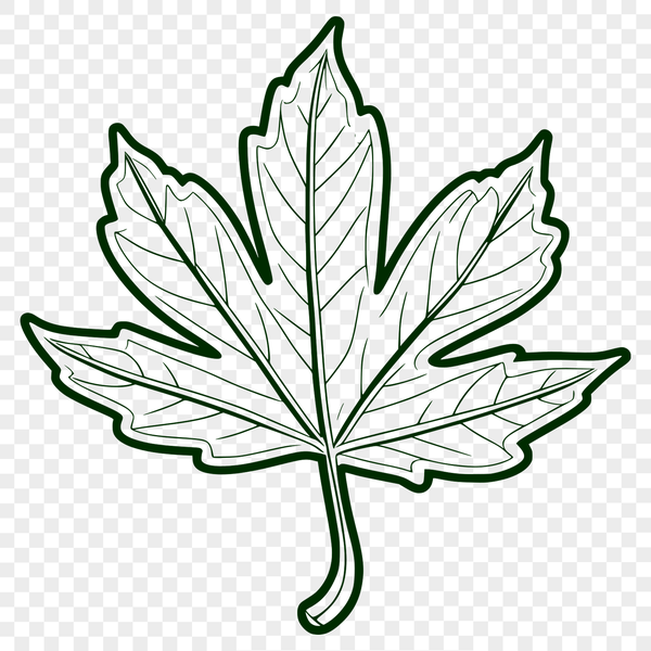 A single illustration of a detailed leaf with veins and edges.
