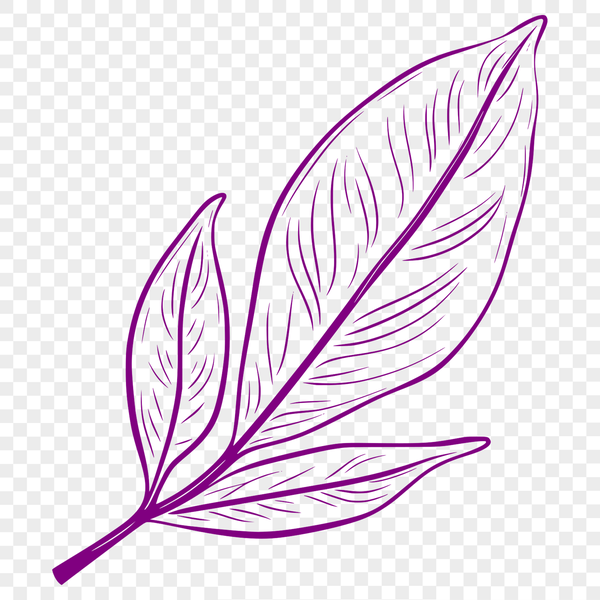 Green Leaf Illustration Vector Graphics An illustration of a single green leaf with detailed veins and edges, suitable for vector graphics.