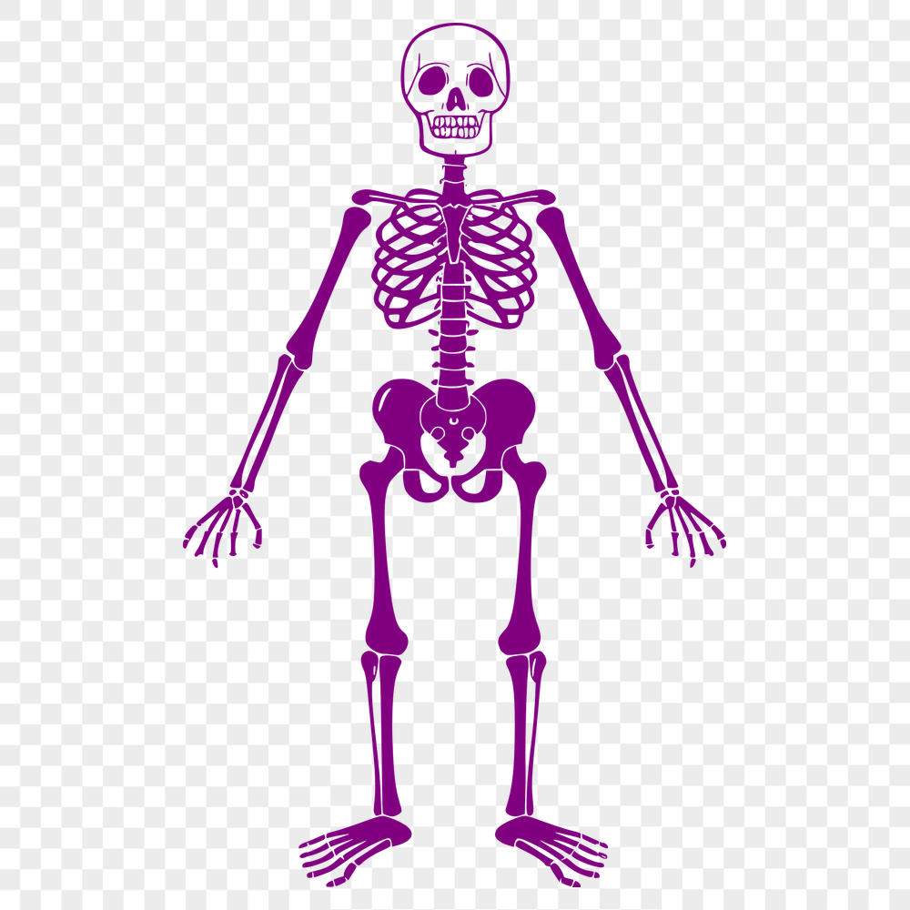 Unique Skeleton In PNG Format - Free Download