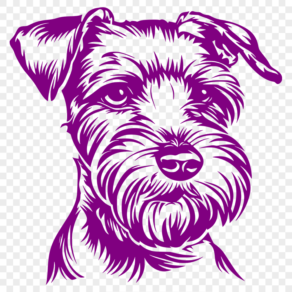 Free Miniature Schnauzer - For Pet Project