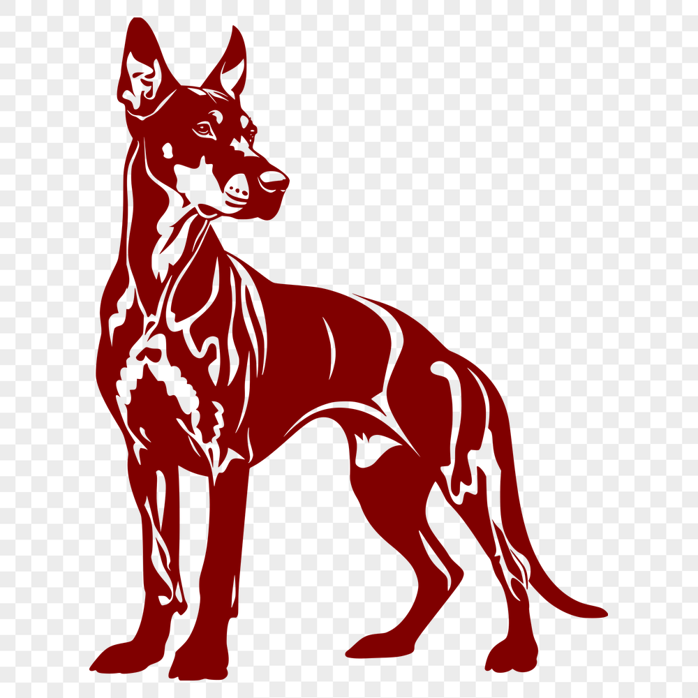 Stunning Standing Doberman Pinscher PNG