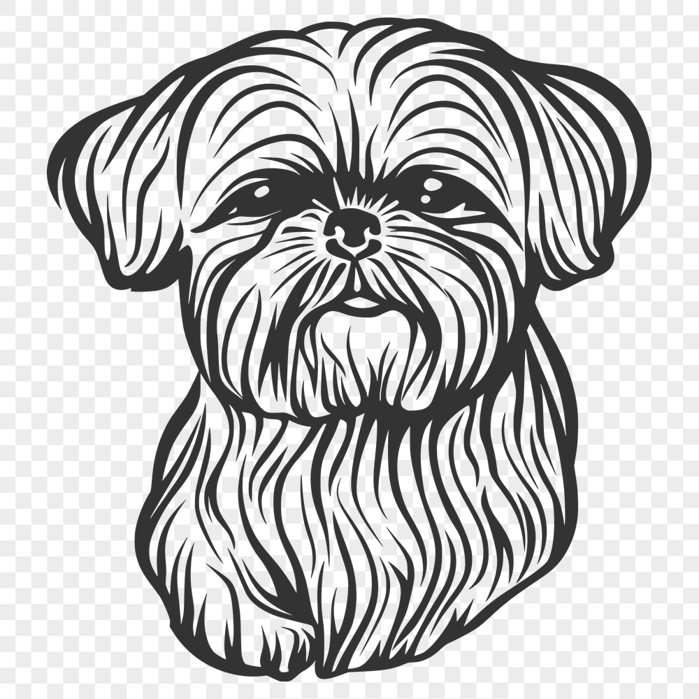 Free Beautiful Shih Tzu Drawing