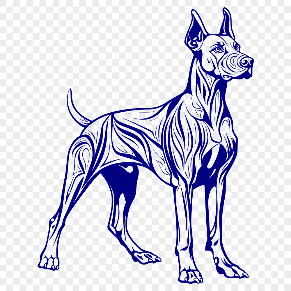 Unique Standing Doberman Pinscher Illustration