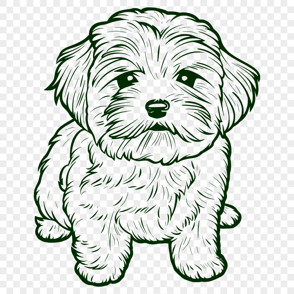 Stunning Sitting Havanese DXF