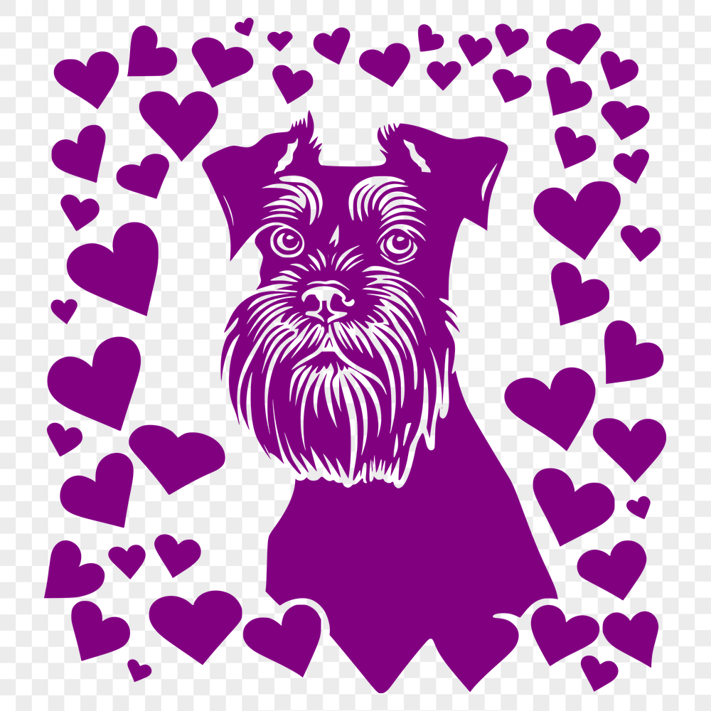 Free Stunning Miniature Schnauzer Image