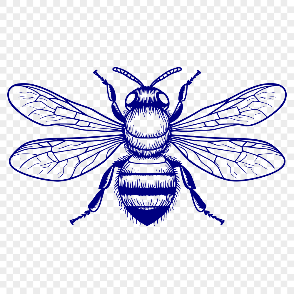 Beautiful Bee Drawing