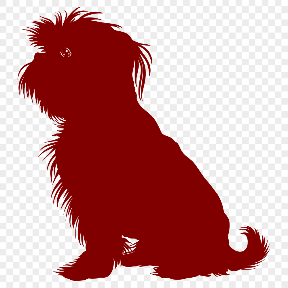 Stunning Shih Tzu Vector Image