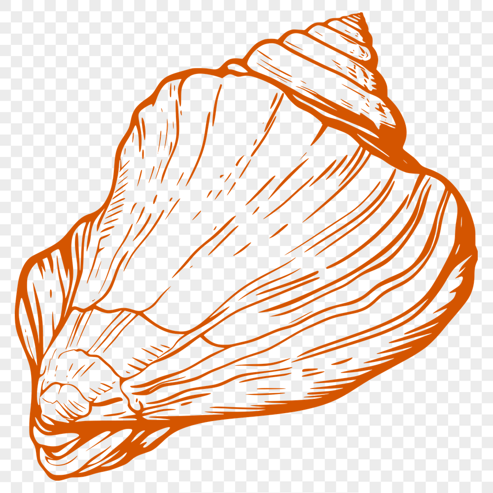 Unique Seashell Clip Art PDF - Free Download