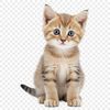 A small cat with a fluffy coat and curious expression.