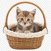 A transparent high-resolution PNG image of a cute kitten sitting in a woven basket.