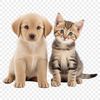 A transparent PNG image of a puppy and kitten together in a playful pose.