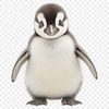 A cute, young penguin stands on the ice with a clear background.
