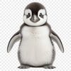 Adorable Baby Penguin Close-up in Transparent PNG Format A close-up of a cute baby penguin in a transparent PNG format.