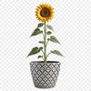High-Res Yellow Flower with Dark Center A large, high-resolution image of a bright yellow sunflower with dark centers, against a transparent background.