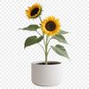 Large Free Image of a Single Sunflower A close-up of a single sunflower in full bloom, situated in a simple white flower pot with a clear background.