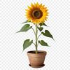Clear Background Flower Design A bright yellow sunflower in a flower pot with a clear background, suitable for high-resolution printing and sublimation.
