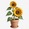 A high-resolution PNG image of a single sunflower in a clear background, ideal for print quality and DIY projects.