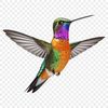 Close-up Colorful Bird Portrait A close-up illustration of a colorful hummingbird with a transparent background.