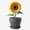 Single Sunflower in White Pot A high-resolution image of a single sunflower in a white flower pot on a clear background.