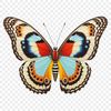 Beautiful Insect Image A colorful butterfly with intricate details, perfect for commercial and personal projects.