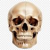 A high-resolution transparent skull graphic with a clear background, suitable for various creative uses.