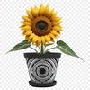 A bright yellow sunflower in a white flower pot on a clear background.