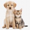 A cute, transparent PNG image of a puppy kitten sitting on a clear background.