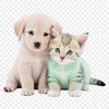 A high-resolution image of a playful puppy kitten sitting on a clear background.