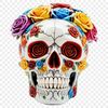 A detailed skull illustration with a clear background, suitable for printing or digital use.
