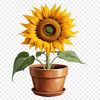 Beautiful Sunflower in Clear Background A high resolution PNG image of a single sunflower in a clear background.