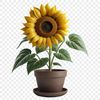 Large Transparent Flower PNG A large, high-resolution PNG image of a single sunflower with a clear background.