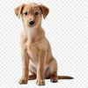 A high-resolution transparent image of a cute puppy with a clear background, suitable for print quality and commercial use.