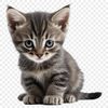 Adorable Feline Companion Image A transparent PNG image featuring a small domestic animal, suitable for personal or commercial use.
