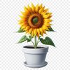 Free PNG Image of a Single Sunflower A single large sunflower with a clear background in high resolution PNG format, suitable for commercial or personal use.
