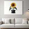 Large Flower on White Background A bright yellow sunflower with large petals in full bloom on a white background.