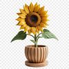 Bright Blooms in a Large Planter A close-up photograph of a tall sunflower plant in a large flower pot, with a clear background.
