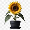 A high-resolution PNG image of a single large sunflower in full bloom with a clear background.