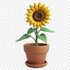 Free Downloadable Sunflower Image for Commercial Use A high-resolution PNG image of a single sunflower with clear background and transparent edges.