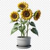 A large, high-resolution sunflower with a clear background, suitable for sublimation printing and commercial use.