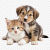 A mixed-breed puppy and kitten sitting together on a clear background.