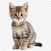A small grey kitten sitting on a plain background.