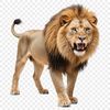A large, majestic lion with a clear background, suitable for high-resolution printing or digital use.