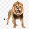 Large Transparent Lion PNG Image A majestic lion in a clear background, suitable for high-resolution printing or digital use.