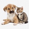 A transparent PNG image of a cute puppy kitten with clear background, suitable for commercial or personal use.