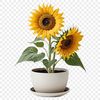 High Res Flower Icon A high-resolution sunflower in a clear background, suitable for commercial or personal use.