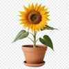 A large, high-resolution sunflower in a clear background, suitable for commercial and personal use.
