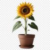 Beautiful Flower Design for Commercial Use A high-resolution image of a sunflower in a transparent PNG format, suitable for commercial use with clear background.