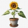 A bright yellow sunflower with dark brown centers in a simple flower pot on a clear background.