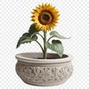 A high-resolution transparent sunflower in a clear background.